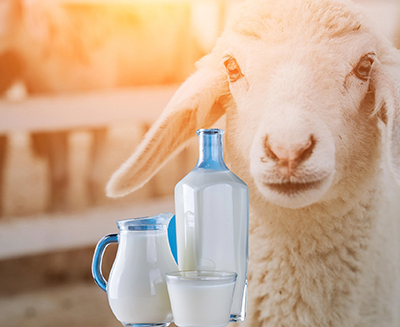 Nos fournisseurs de lait Basque